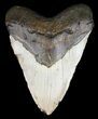 Megalodon Tooth - North Carolina #59083-1